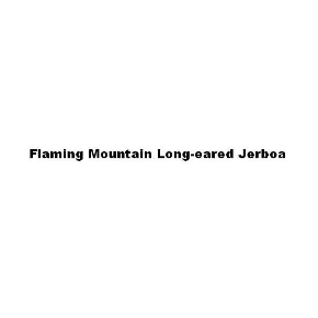 FLAMING MOUNTAIN LONG-EARED JERBOA